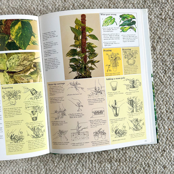 THE CARE OF HOUSE PLANTS by DAVID LONGMAN