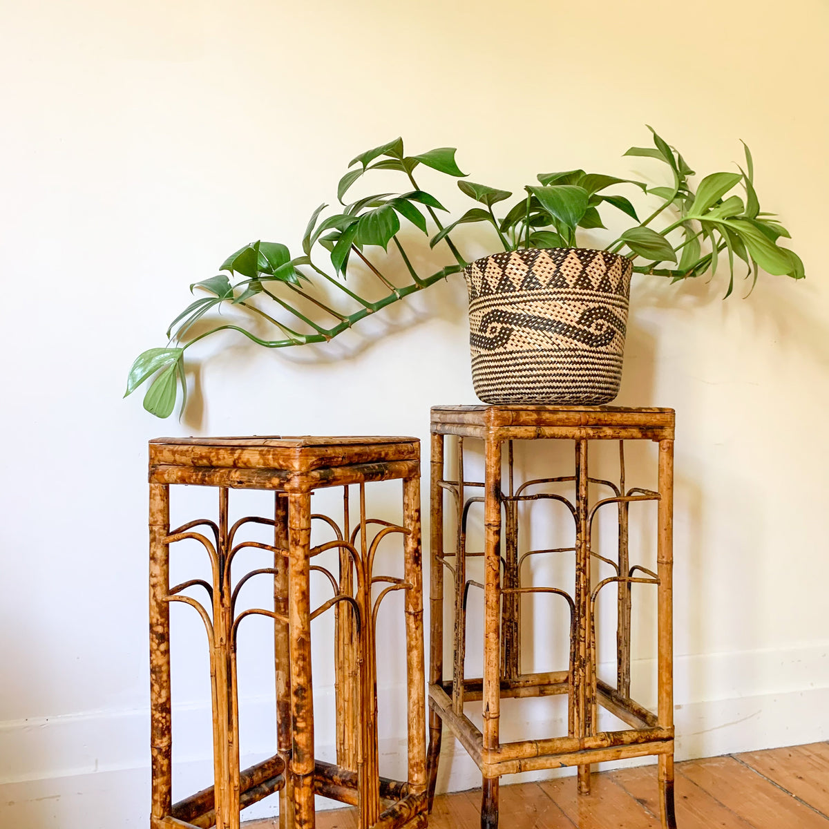 TIGER CANE PLANT STANDS