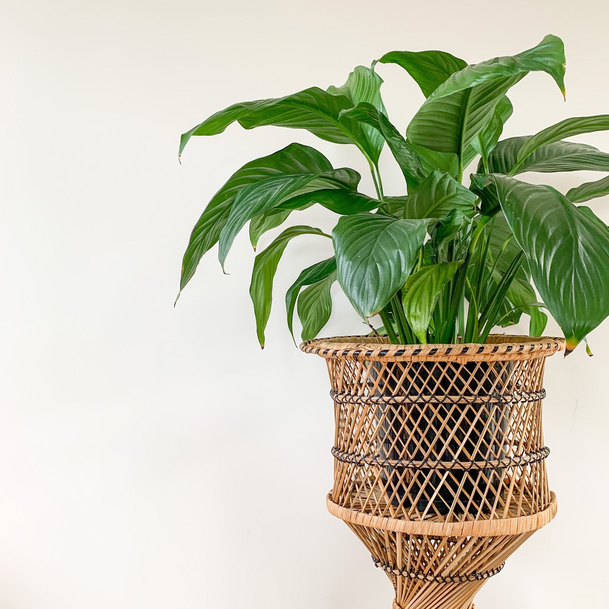 PLANT THINGS