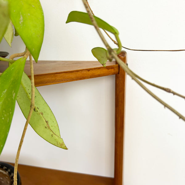 SMALL CORNER SHELVING