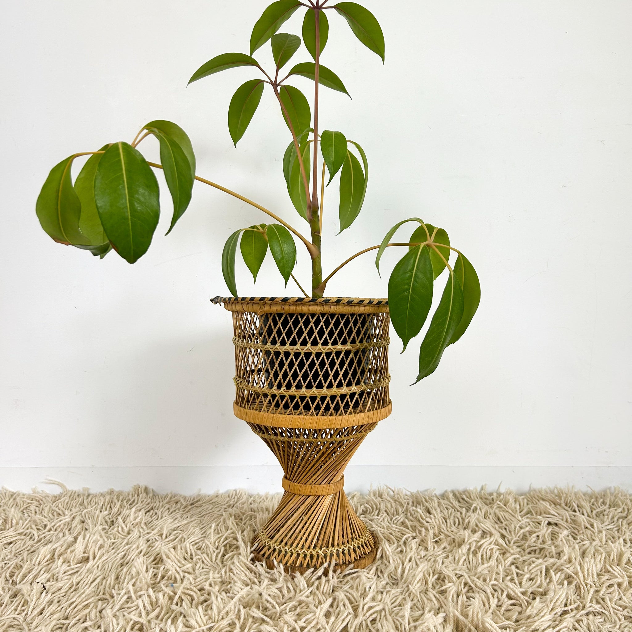 TWISTED CANE PLANTER SMALL