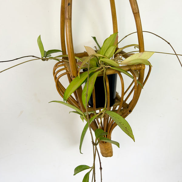 CANE POT HANGER