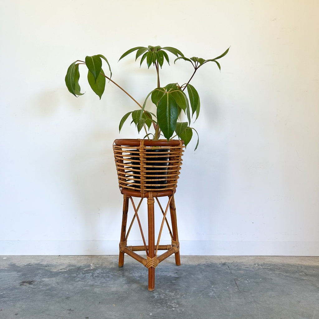 CANE PLANTER - HEY JUDE WORKSHOP • Vintage furniture & objects Melbourne