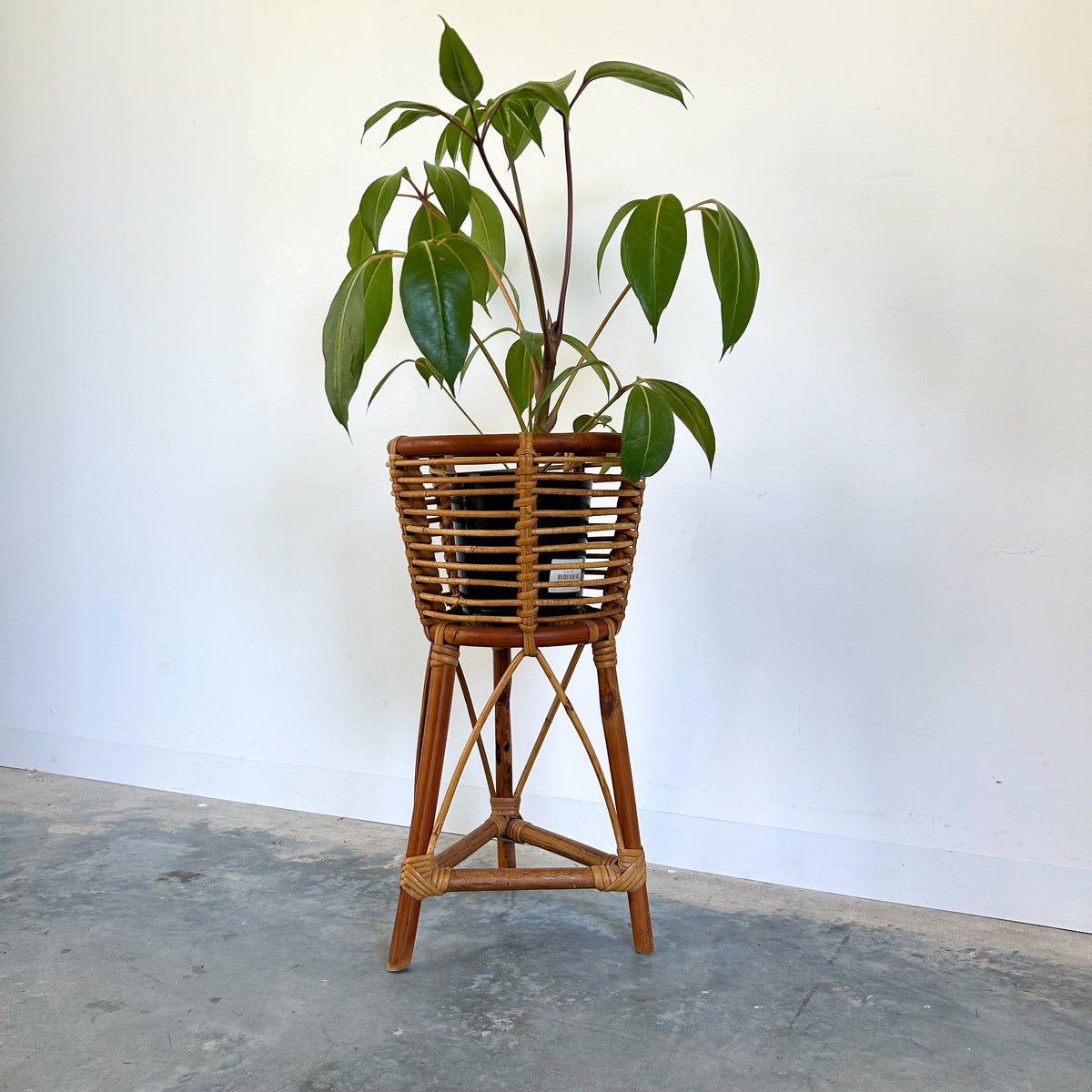 CANE PLANTER - HEY JUDE WORKSHOP • Vintage furniture & objects Melbourne