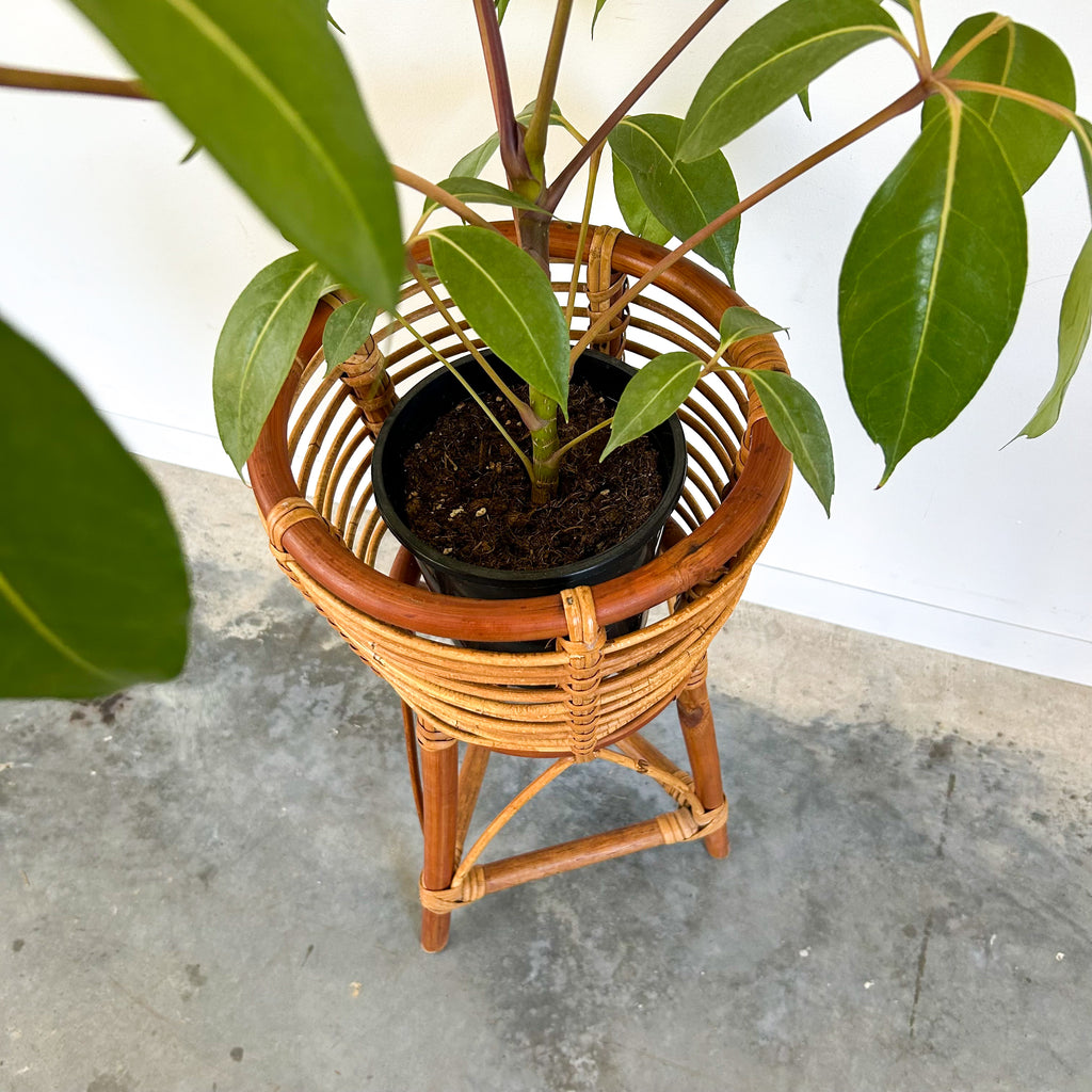 CANE PLANTER - HEY JUDE WORKSHOP • Vintage furniture & objects Melbourne