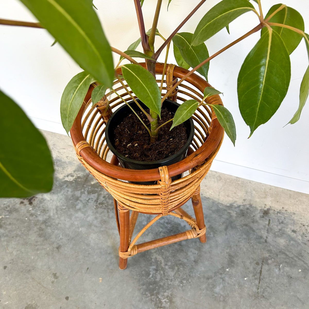 CANE PLANTER - HEY JUDE WORKSHOP • Vintage furniture & objects Melbourne