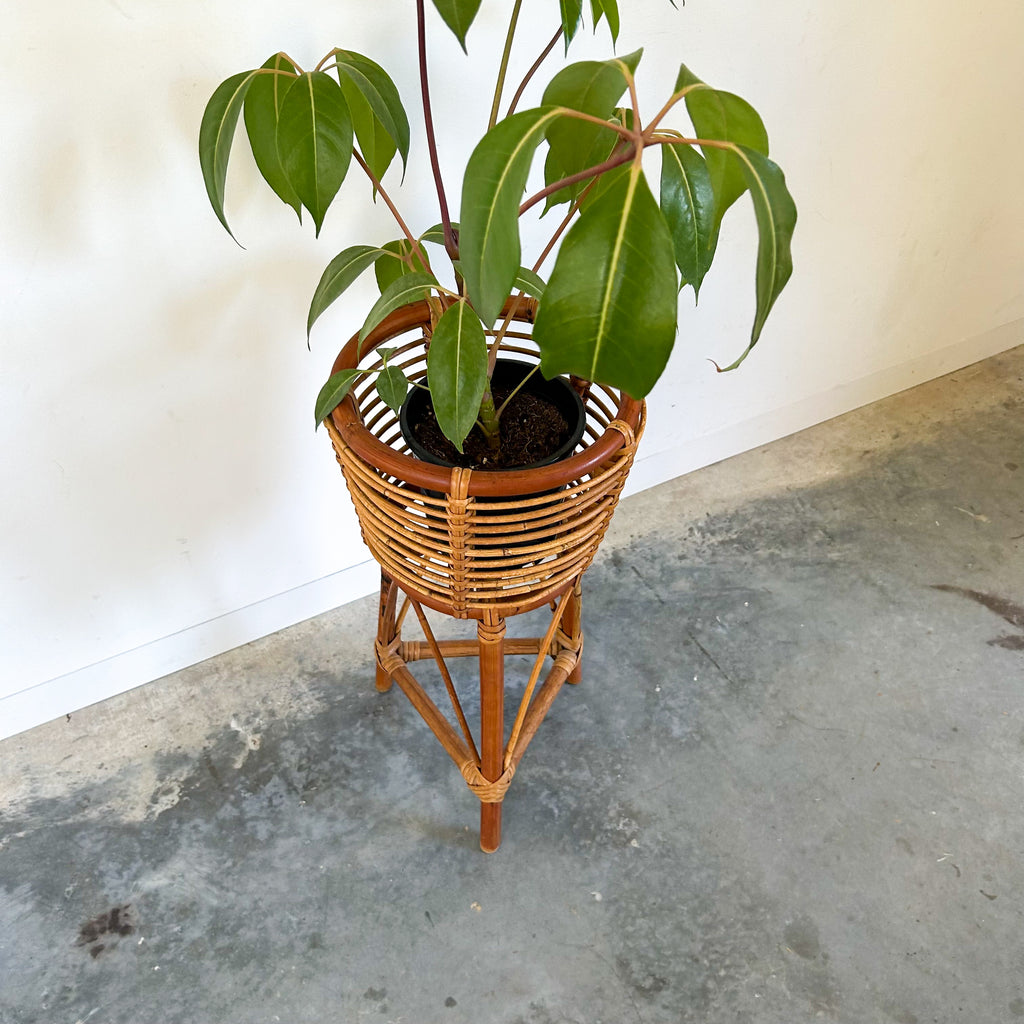 CANE PLANTER - HEY JUDE WORKSHOP • Vintage furniture & objects Melbourne