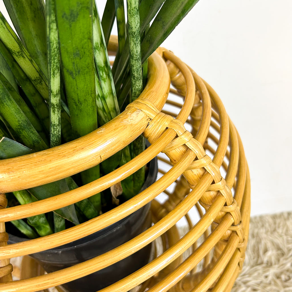 CANE PLANTERS - HEY JUDE WORKSHOP • Vintage furniture & objects Melbourne