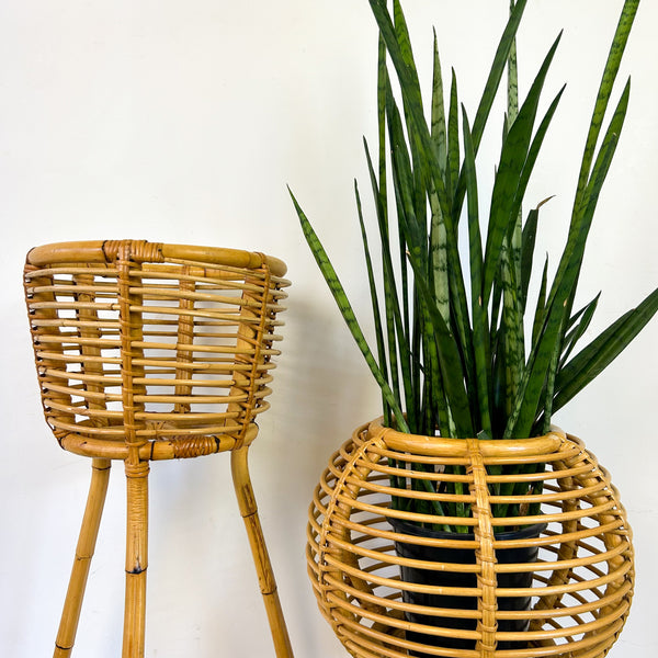 CANE PLANTERS