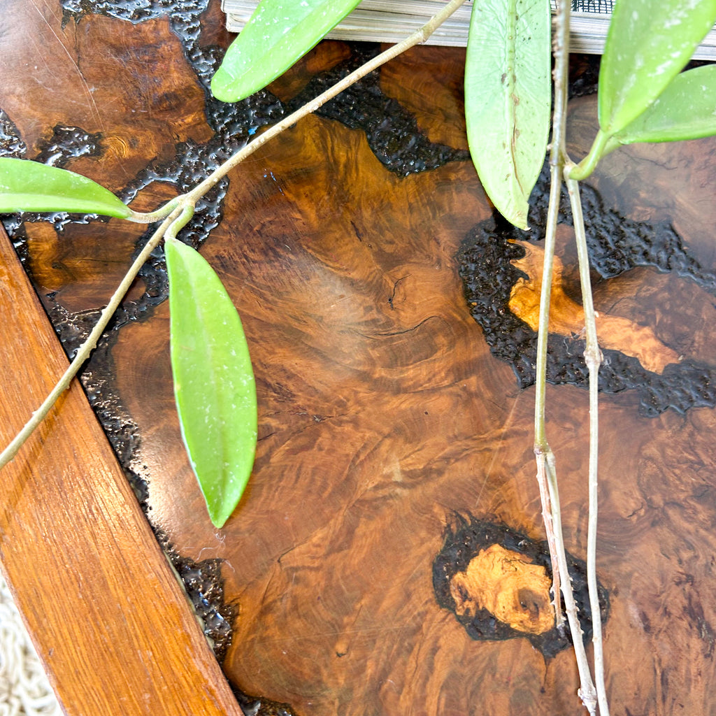 BURL WOOD COFFEE TABLE - HEY JUDE WORKSHOP • Vintage furniture & objects Melbourne