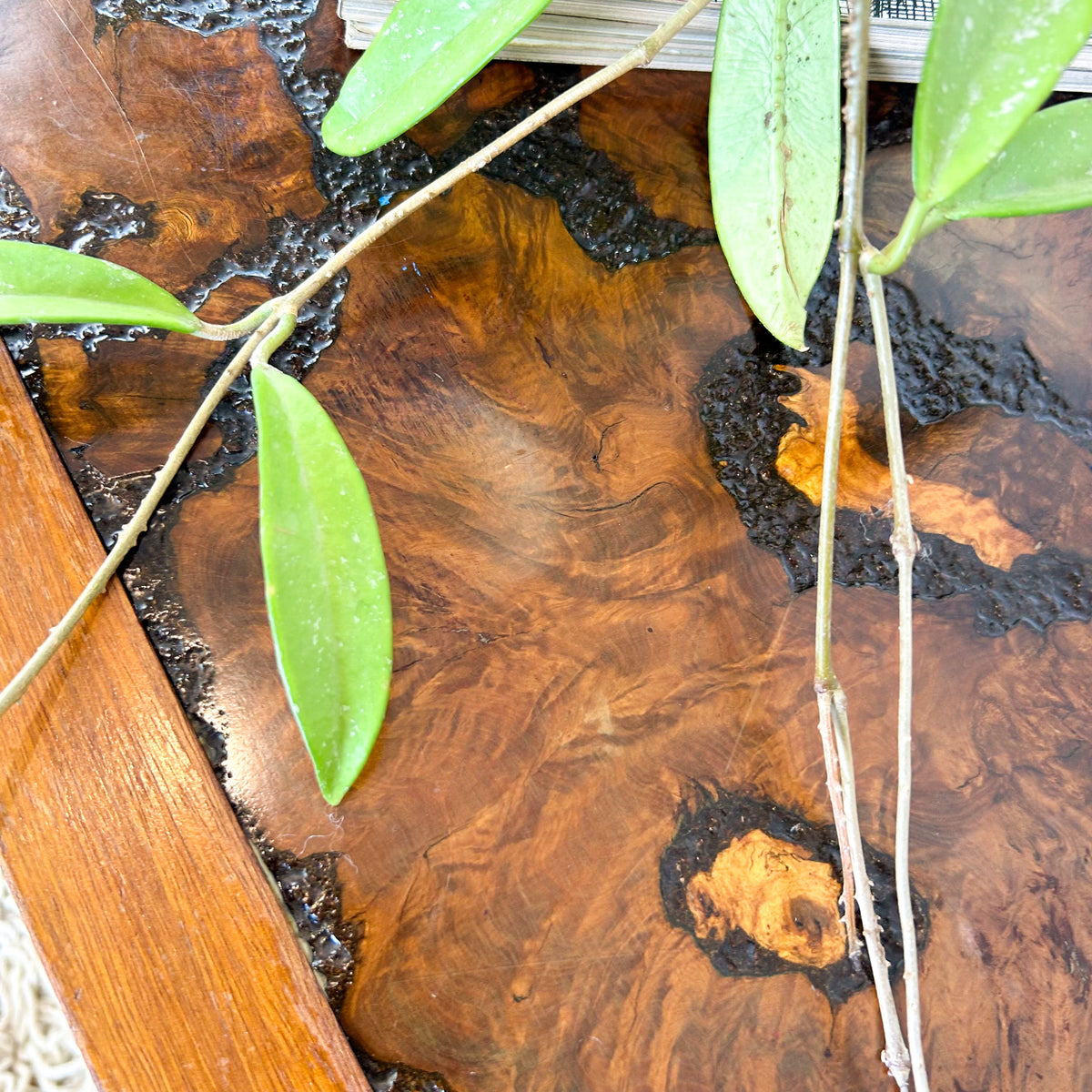 BURL WOOD COFFEE TABLE - HEY JUDE WORKSHOP • Vintage furniture & objects Melbourne