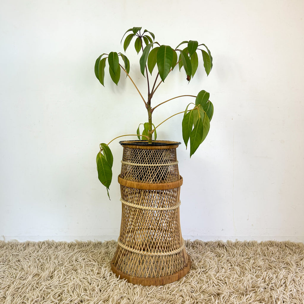 CANE PLANTER