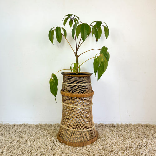 CANE PLANTER