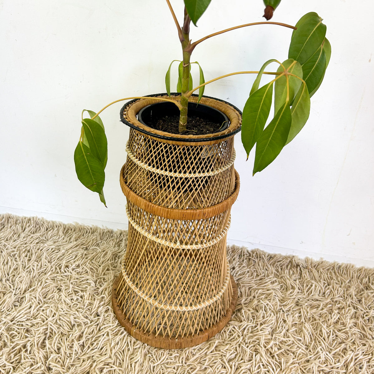 CANE PLANTER