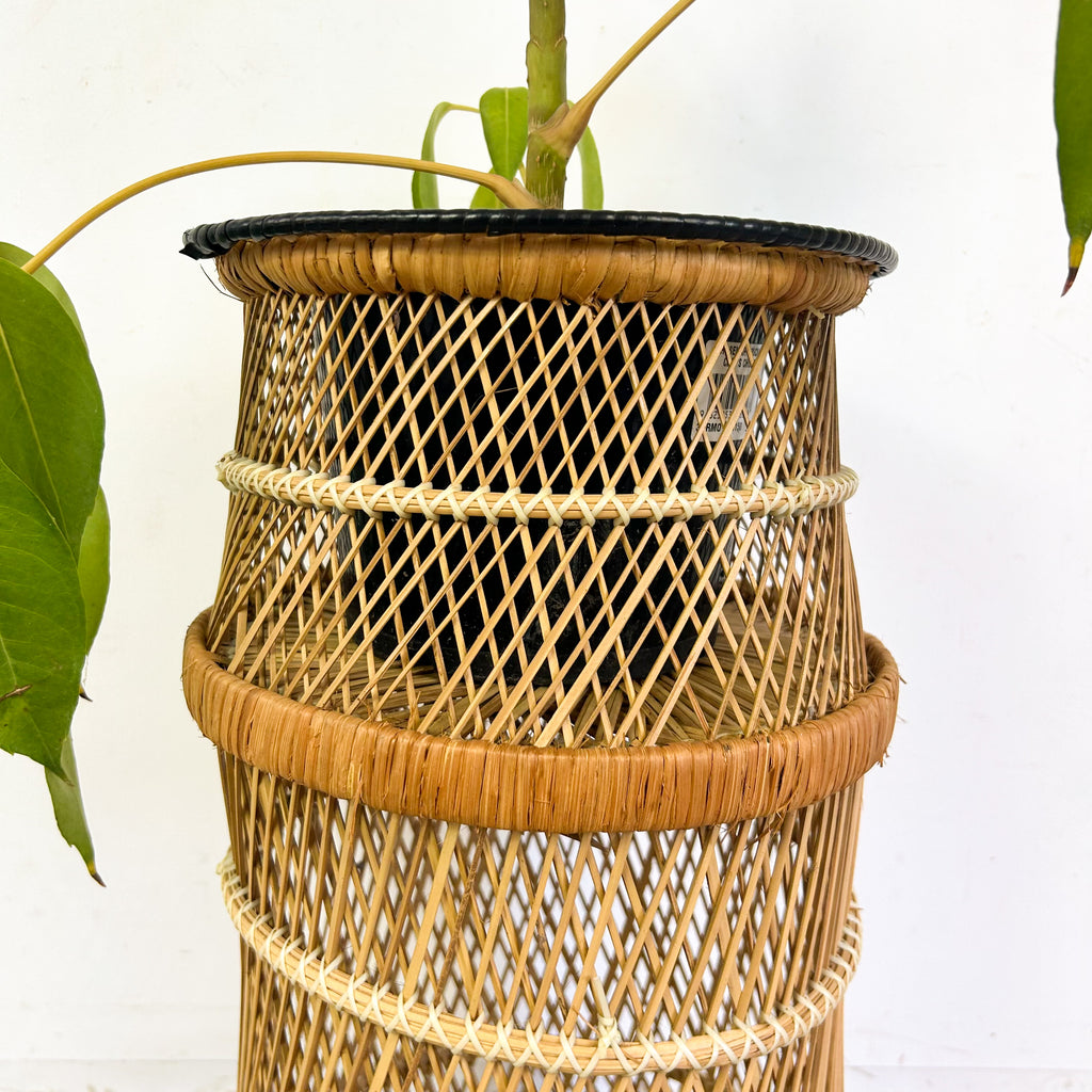 CANE PLANTER