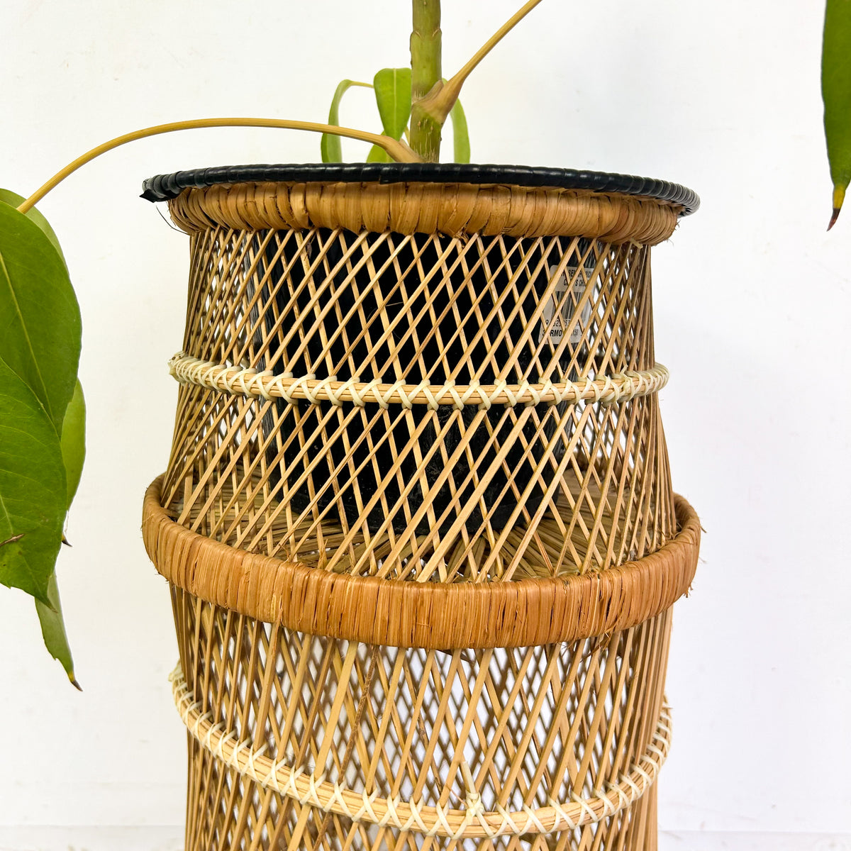 CANE PLANTER