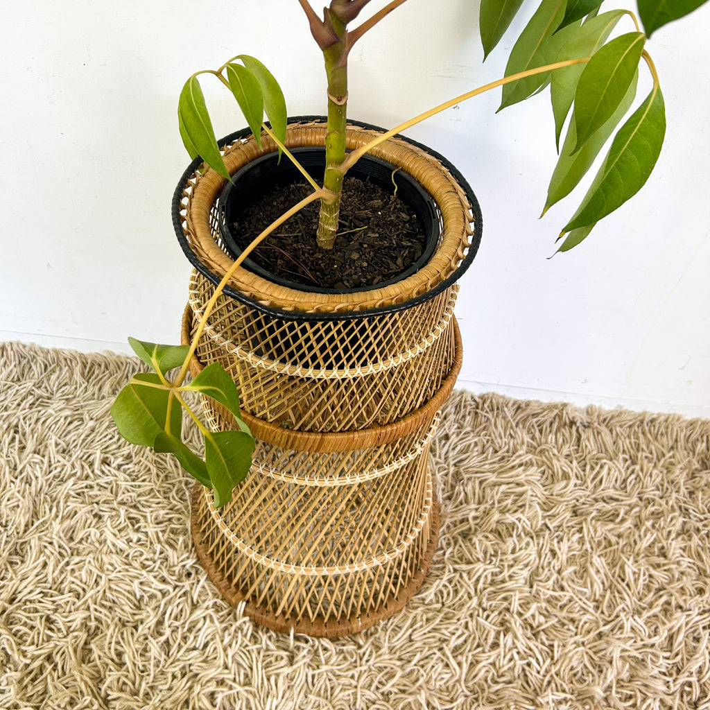 CANE PLANTER