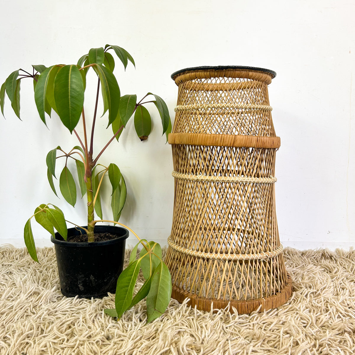 CANE PLANTER