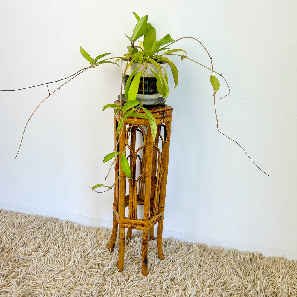 TORTOISESHELL CANE PLANT STAND - HEY JUDE WORKSHOP • Vintage furniture & objects Melbourne