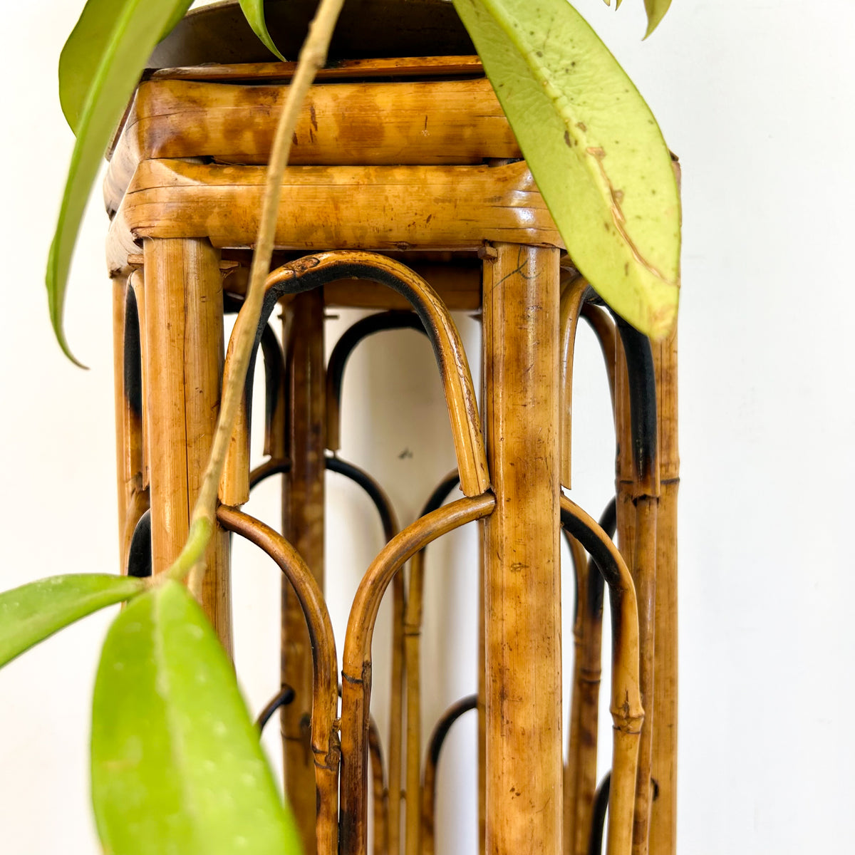 TORTOISESHELL CANE PLANT STAND - HEY JUDE WORKSHOP • Vintage furniture & objects Melbourne