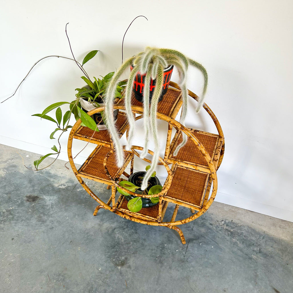 TIGER CANE PLANT STAND - HEY JUDE WORKSHOP • Vintage furniture & objects Melbourne