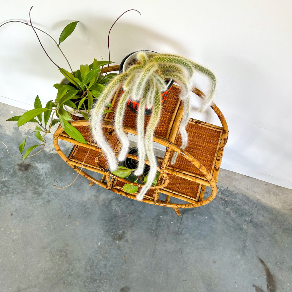 TIGER CANE PLANT STAND - HEY JUDE WORKSHOP • Vintage furniture & objects Melbourne