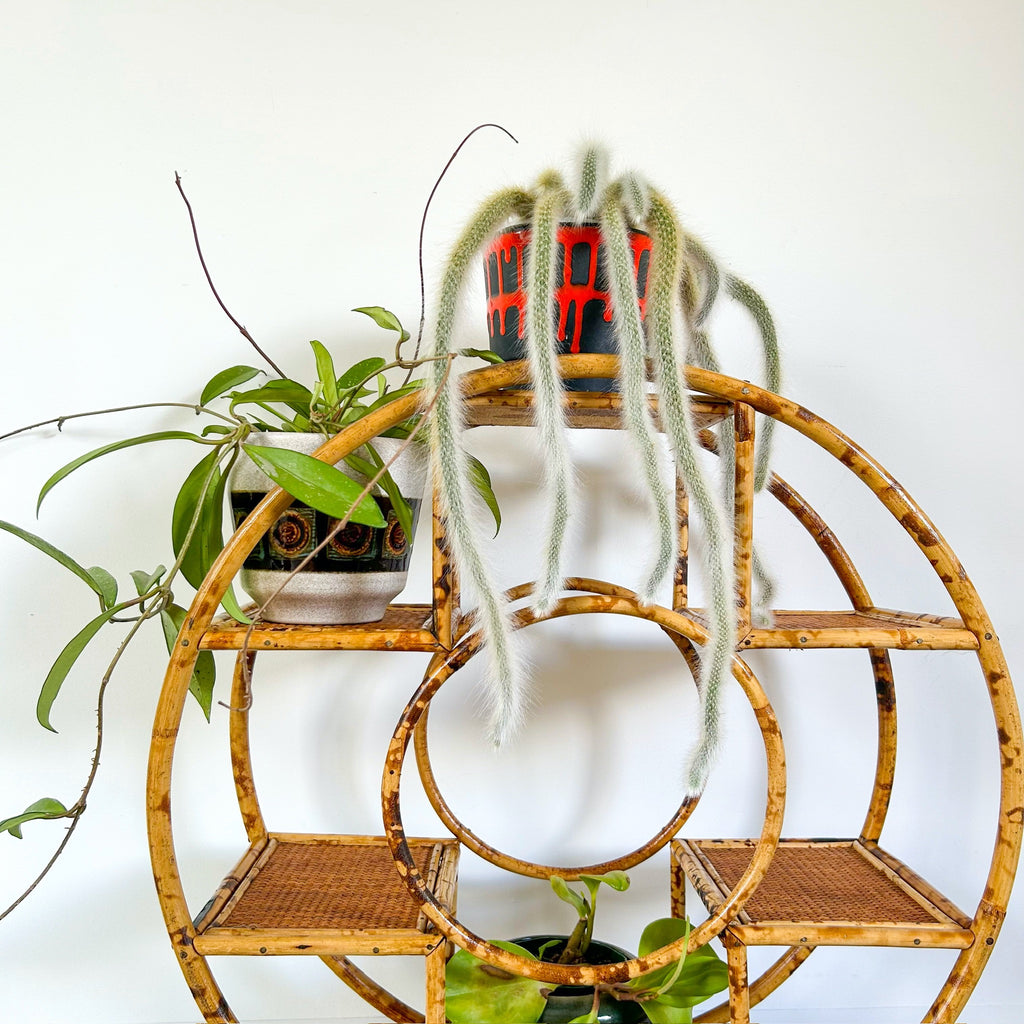 TIGER CANE PLANT STAND - HEY JUDE WORKSHOP • Vintage furniture & objects Melbourne