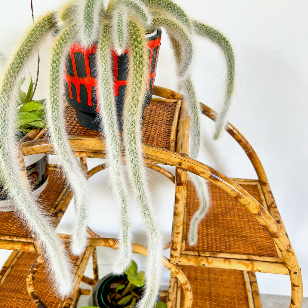 TIGER CANE PLANT STAND - HEY JUDE WORKSHOP • Vintage furniture & objects Melbourne
