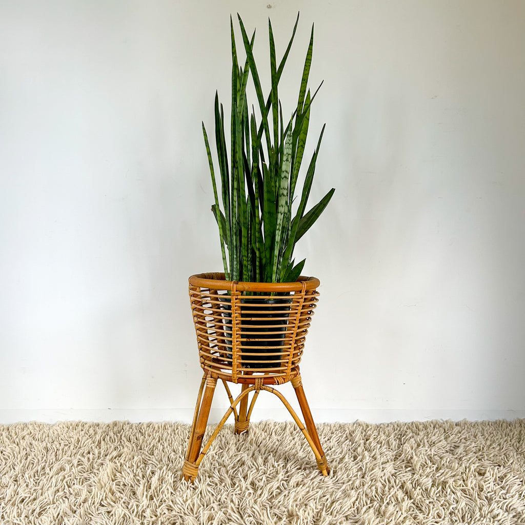 LARGE CANE PLANTER - HEY JUDE WORKSHOP • Vintage furniture & objects Melbourne