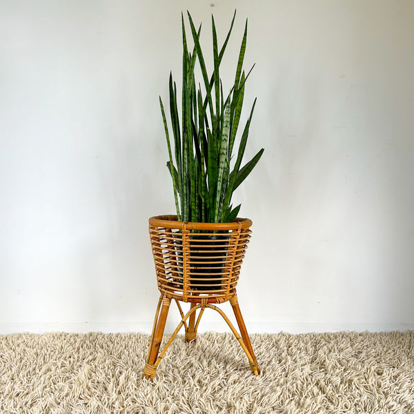 LARGE CANE PLANTER