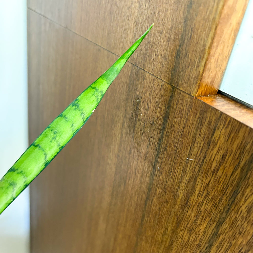 TALL NARROW WALL UNIT - HEY JUDE WORKSHOP • Vintage furniture & objects Melbourne