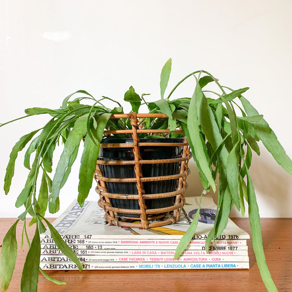 RATTAN PLANTER BASKET - HEY JUDE WORKSHOP • Vintage furniture & wares.