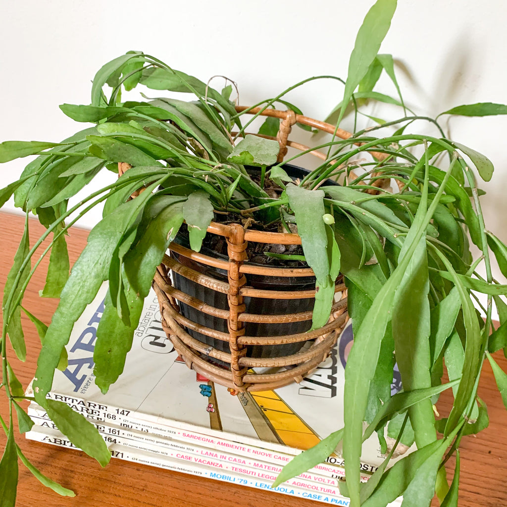 RATTAN PLANTER BASKET - HEY JUDE WORKSHOP • Vintage furniture & wares.