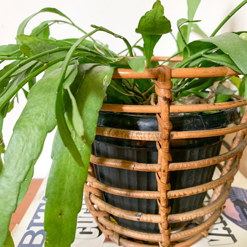 RATTAN PLANTER BASKET - HEY JUDE WORKSHOP • Vintage furniture & wares.