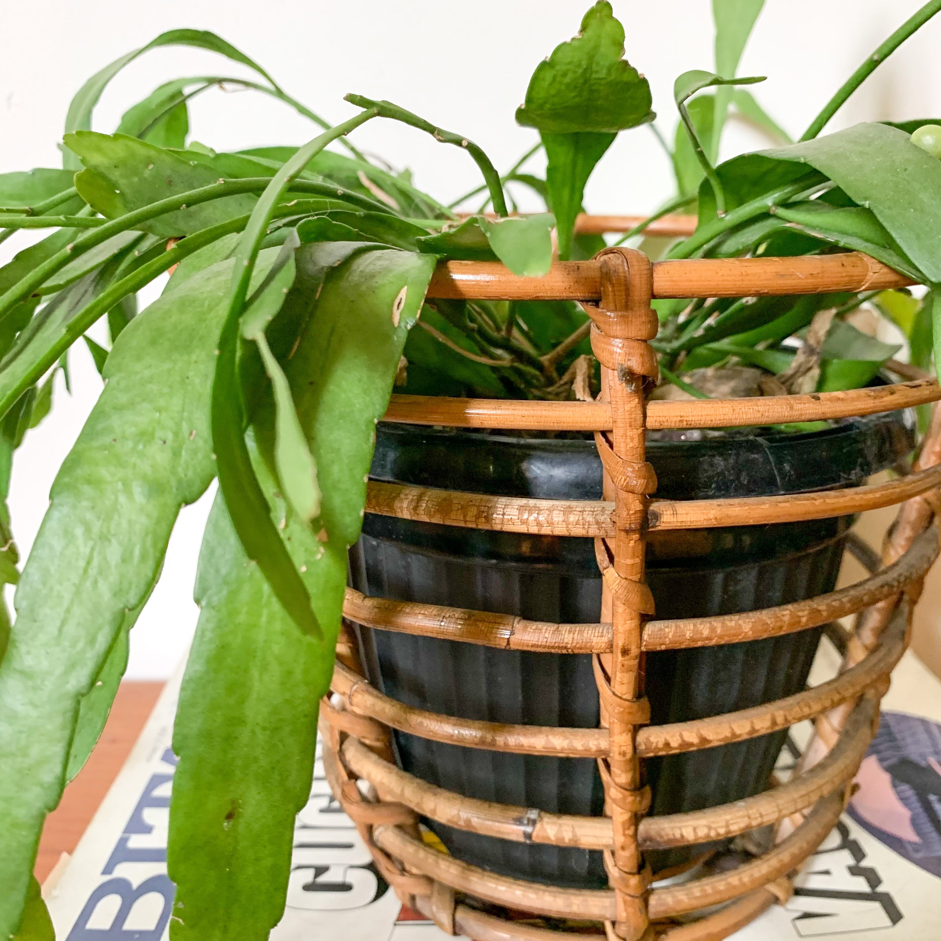 RATTAN PLANTER BASKET - HEY JUDE WORKSHOP • Vintage furniture & wares.
